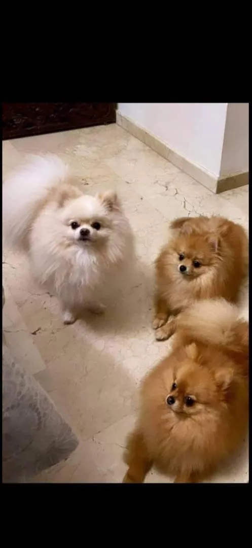 Le vrai Spitz Pomeranian