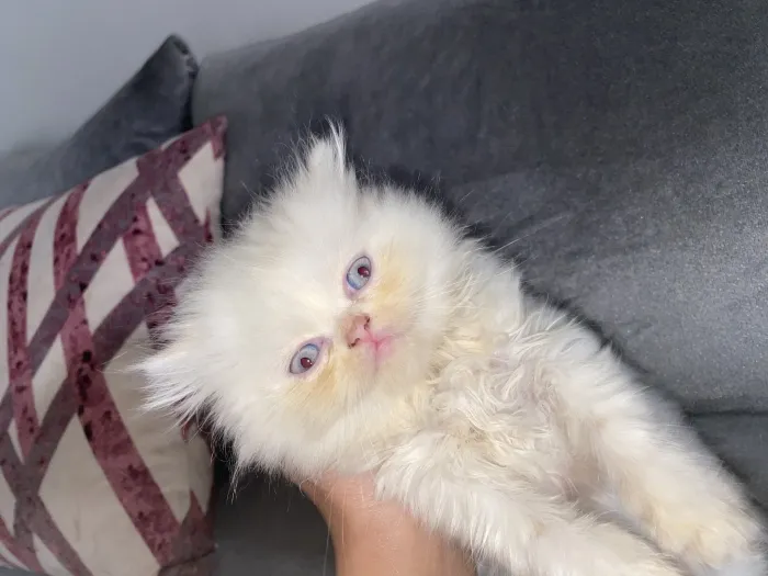“Chatons Persans à vendre – 2 femelles blanches yeux bleus + 1 mâle – Casablanca”