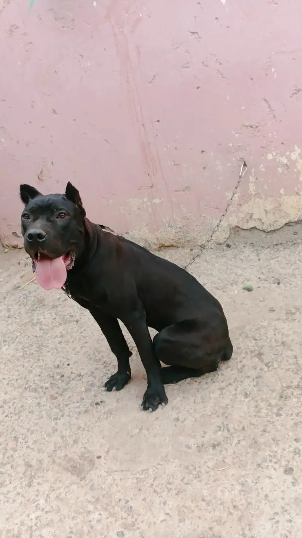Chien Corso 8 mois