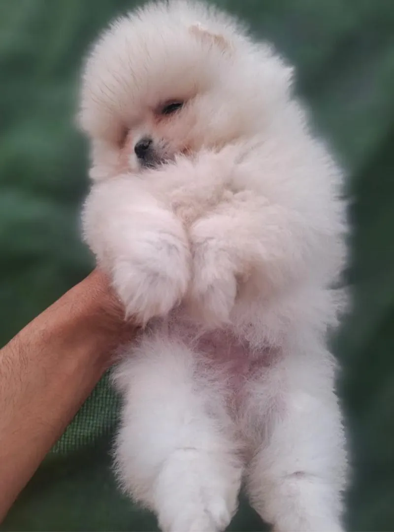 Spitz loulou
