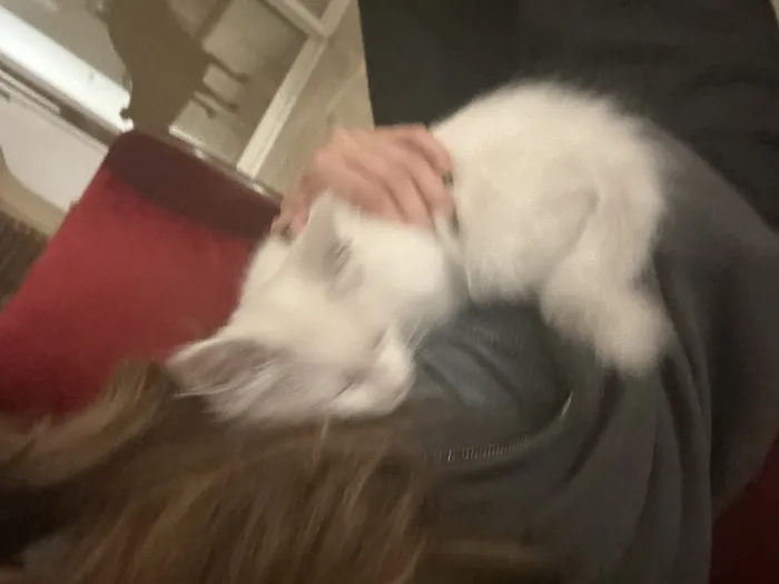 Chat Angora
