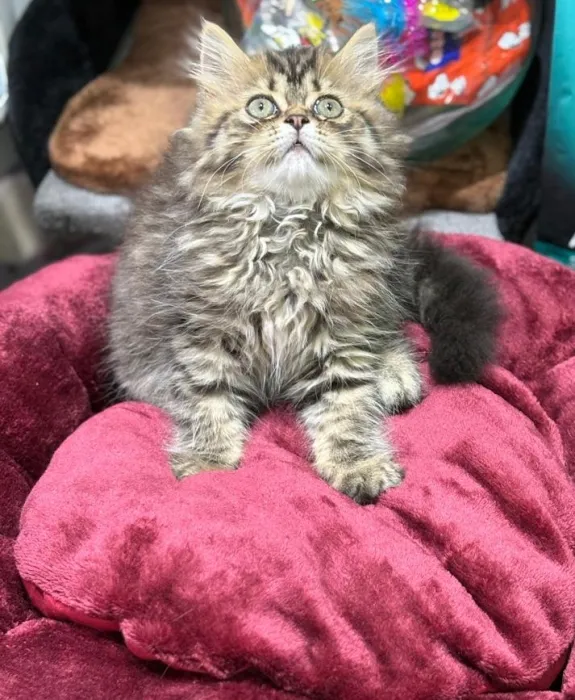 Chatons persan