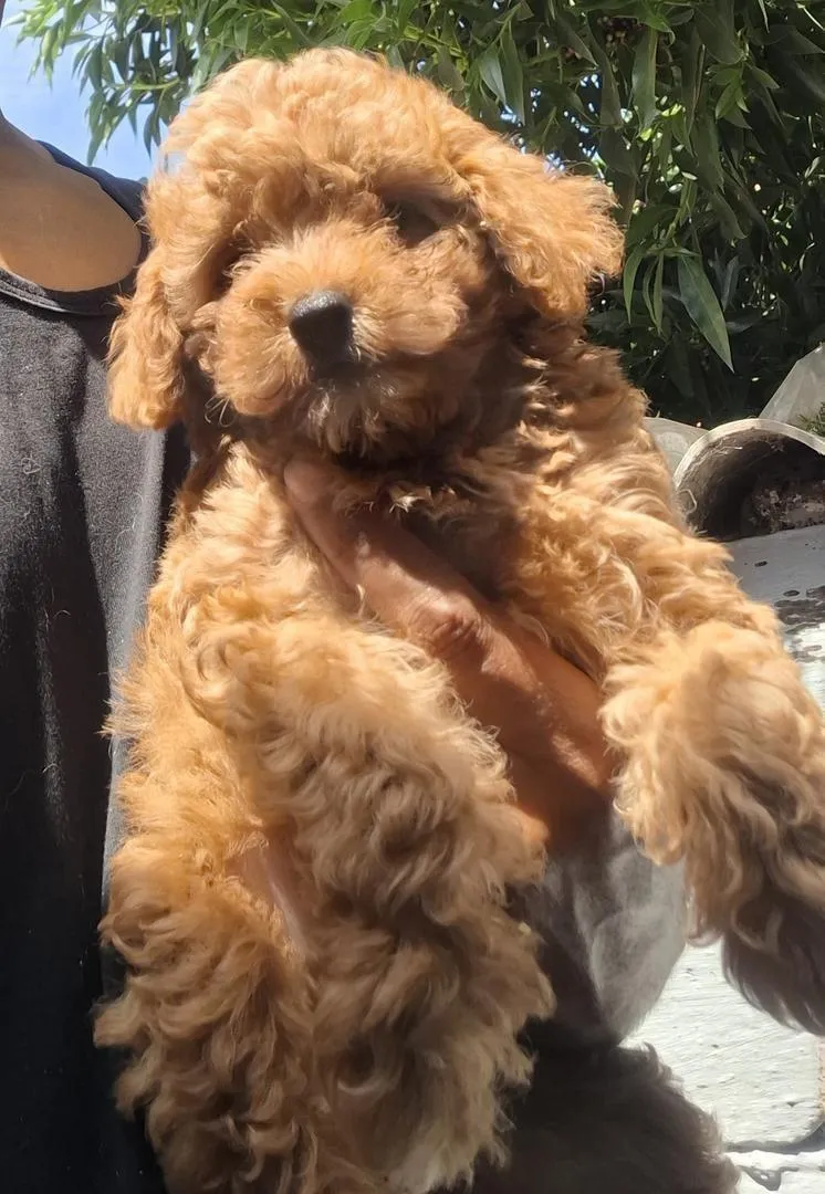 Poodle nain