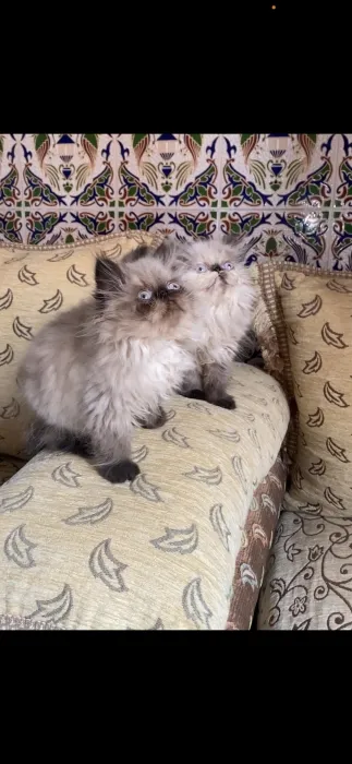 Chaton persan