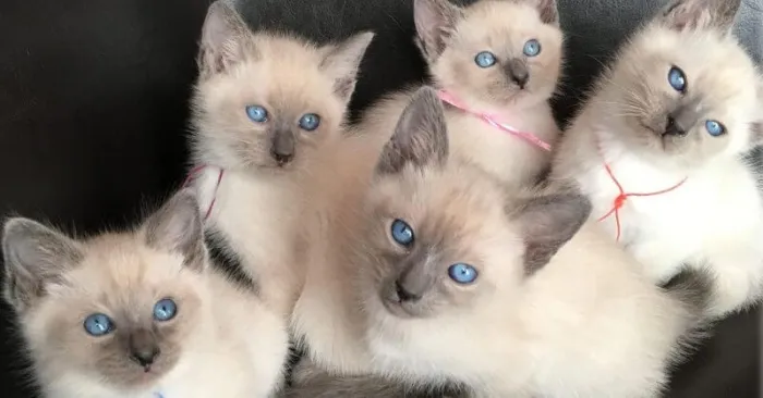 Siamois chaton