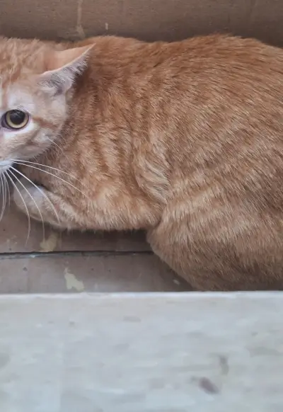 Chats pour adoption