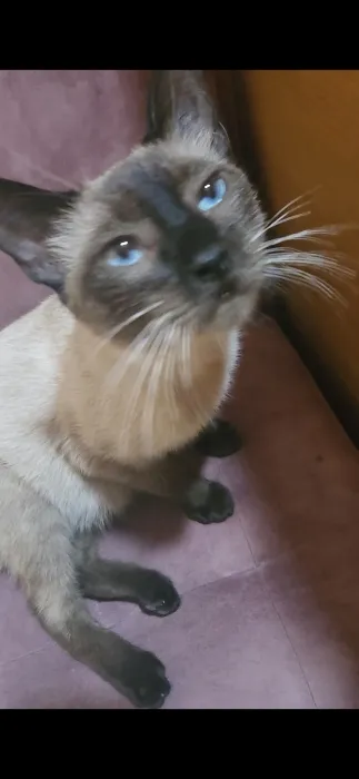 Chat Siamois