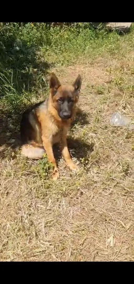 Chien Berger Allemand 5000dh