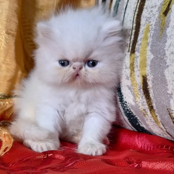Persan