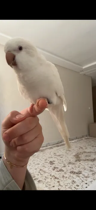Magnifique perroquet albinos quaker a vendre🤍🦜