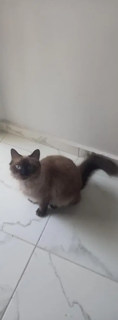 Chat de 8 mois vacciné et son carnet