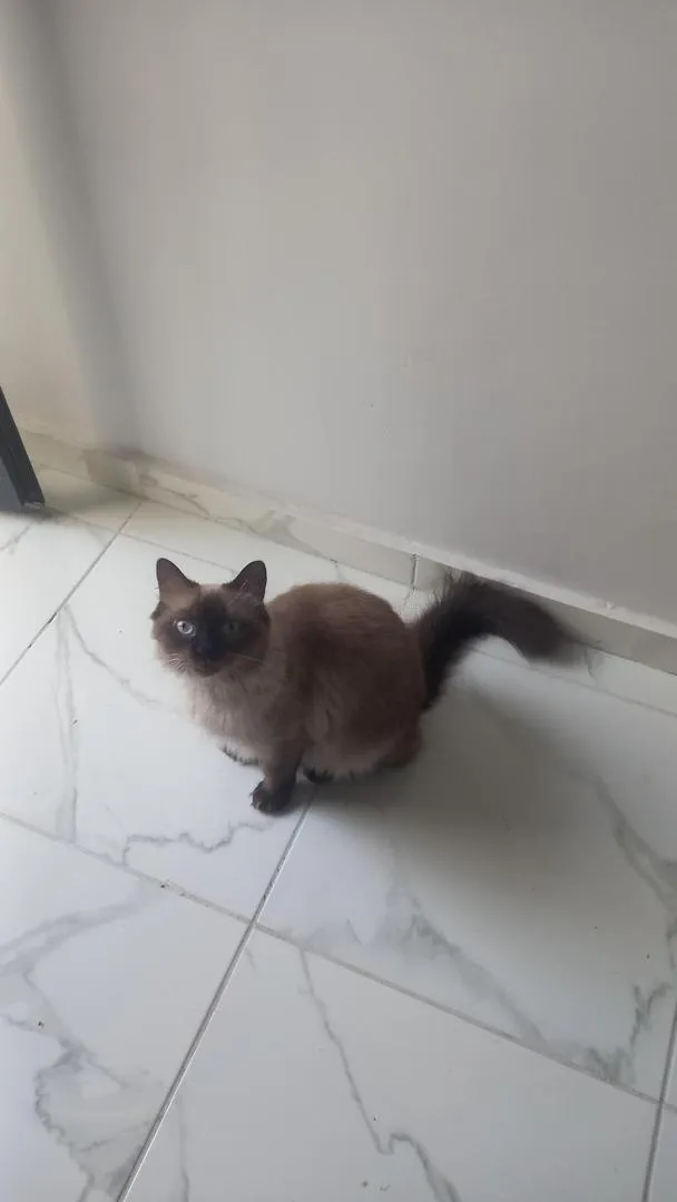 Chat de 8 mois vacciné et son carnet