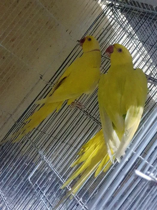 زوج ببغاء الدرة الهندي perruche acollie