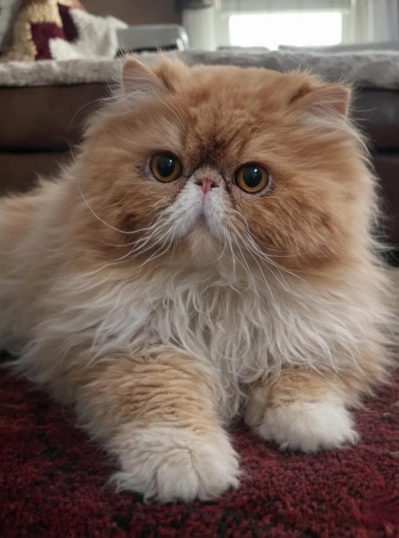 Chat persan