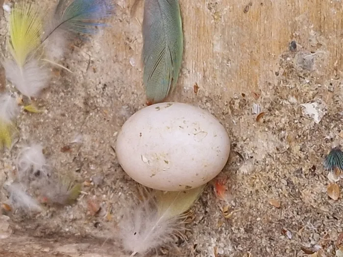 Couple d'Inséparables avec 2 petits et un nouvel œuf et Cage