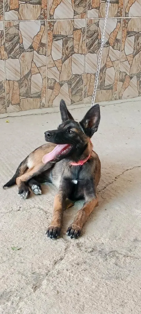 Malinois femelle 4 mois
