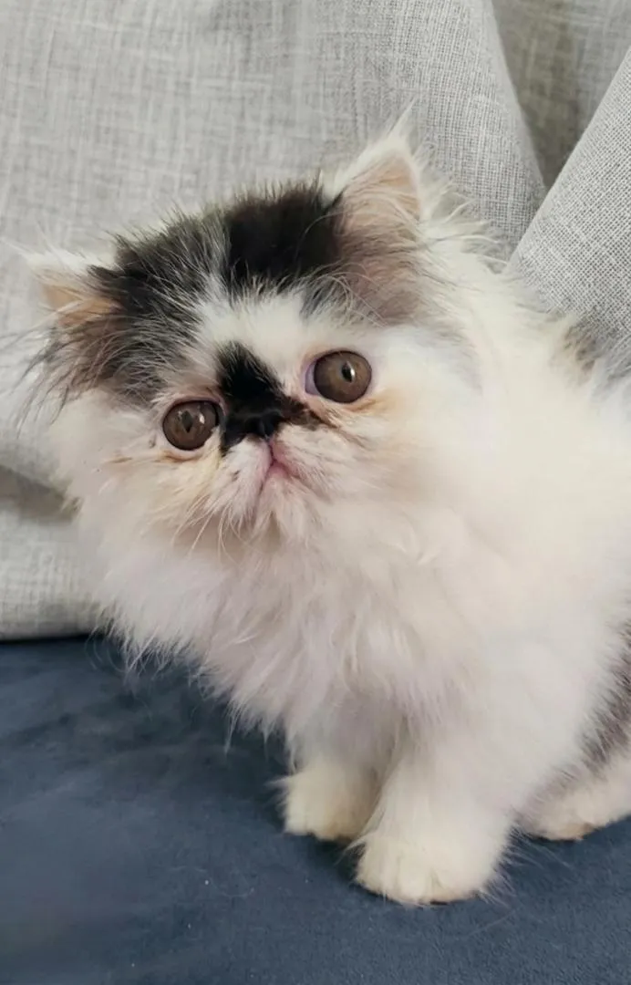 Chat Persan
