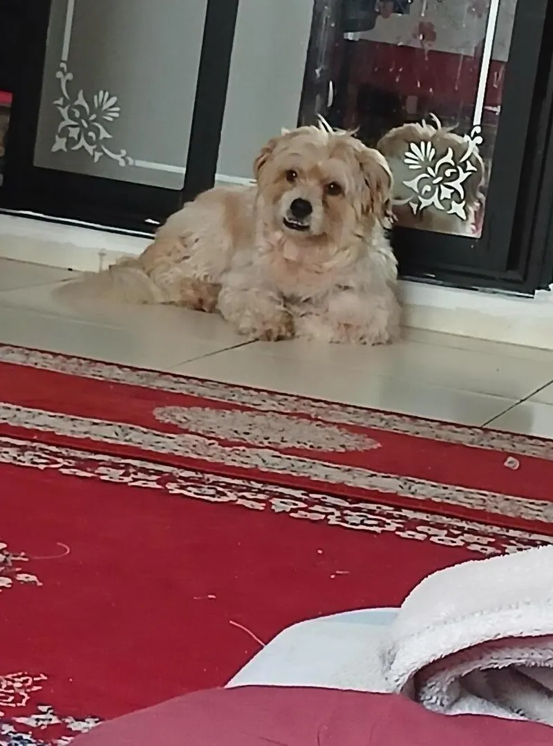 Vente d'un chien Bichon pour raisons personnelles