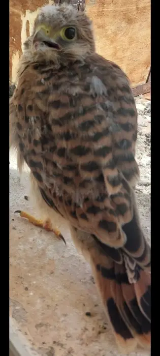 صقر،