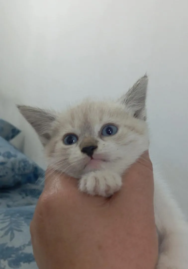Bébé chaton Ragdoll âgé de 2 mois