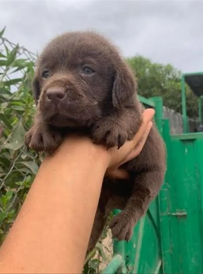 Bébé chien Labrador chocolat âgé 2 mois