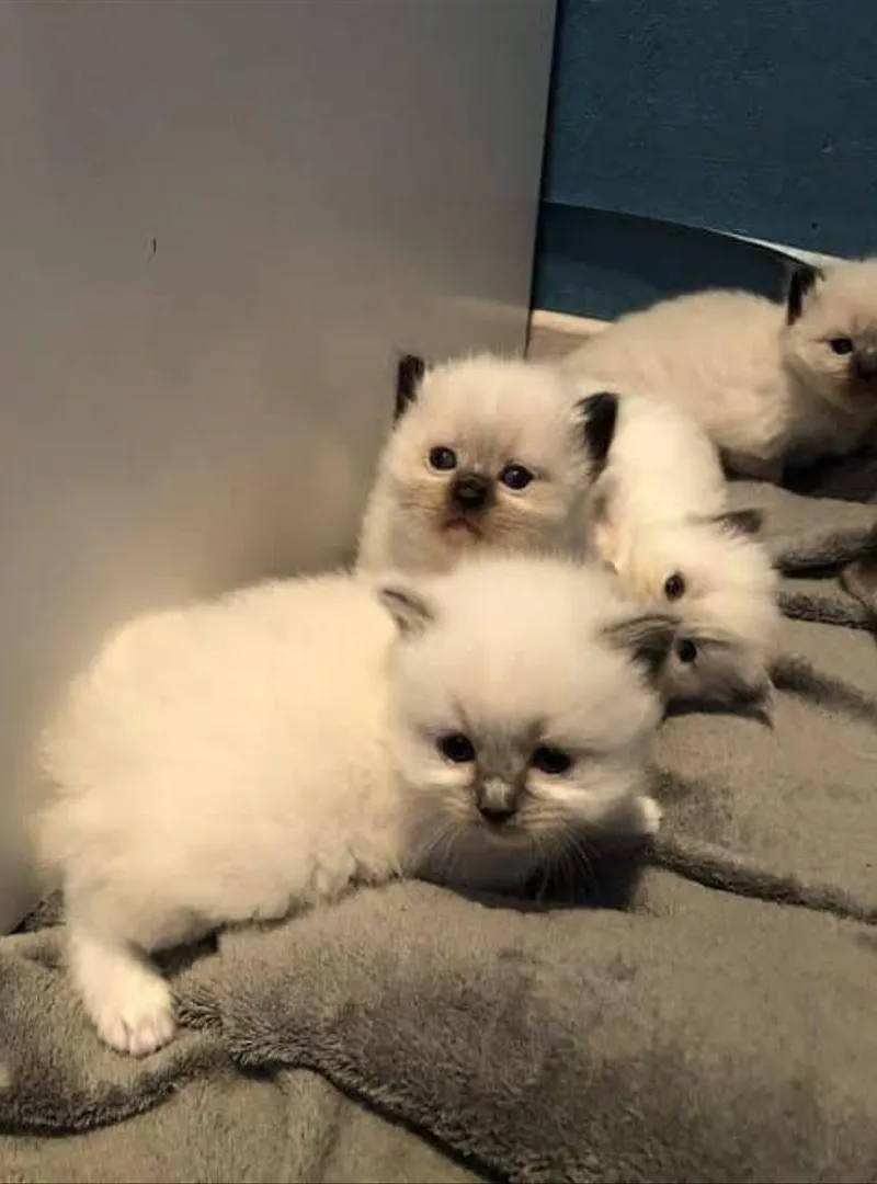 Bébé chaton stressé âgé de 2 mois