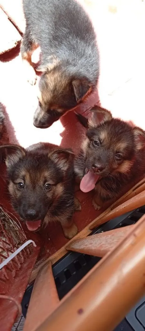 Bébé chien Bergier Belge âgé de 2 mois