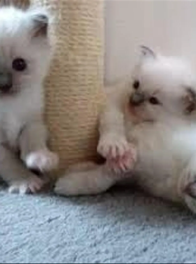 Bébé chaton siamois âgé de 2 mois
