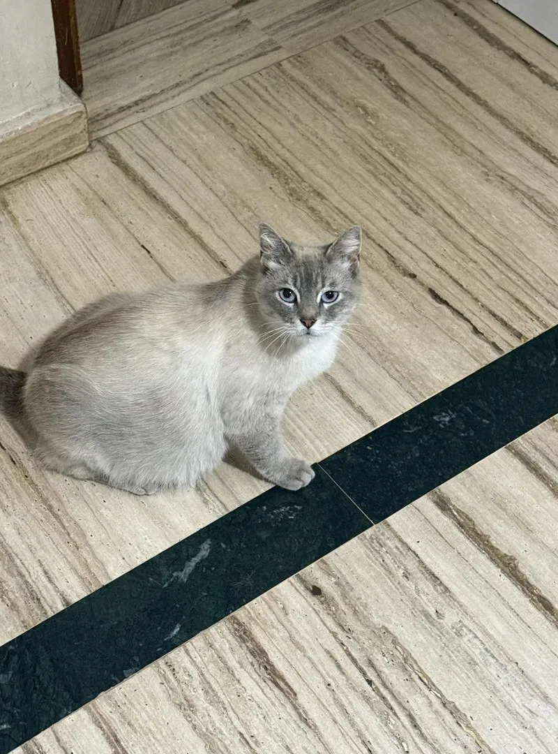Adoption de chat (1 an)