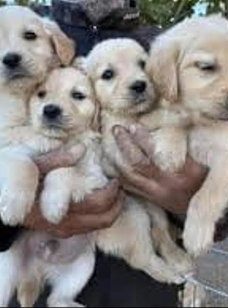 Bébé chien labrador sable Âge 2 mois