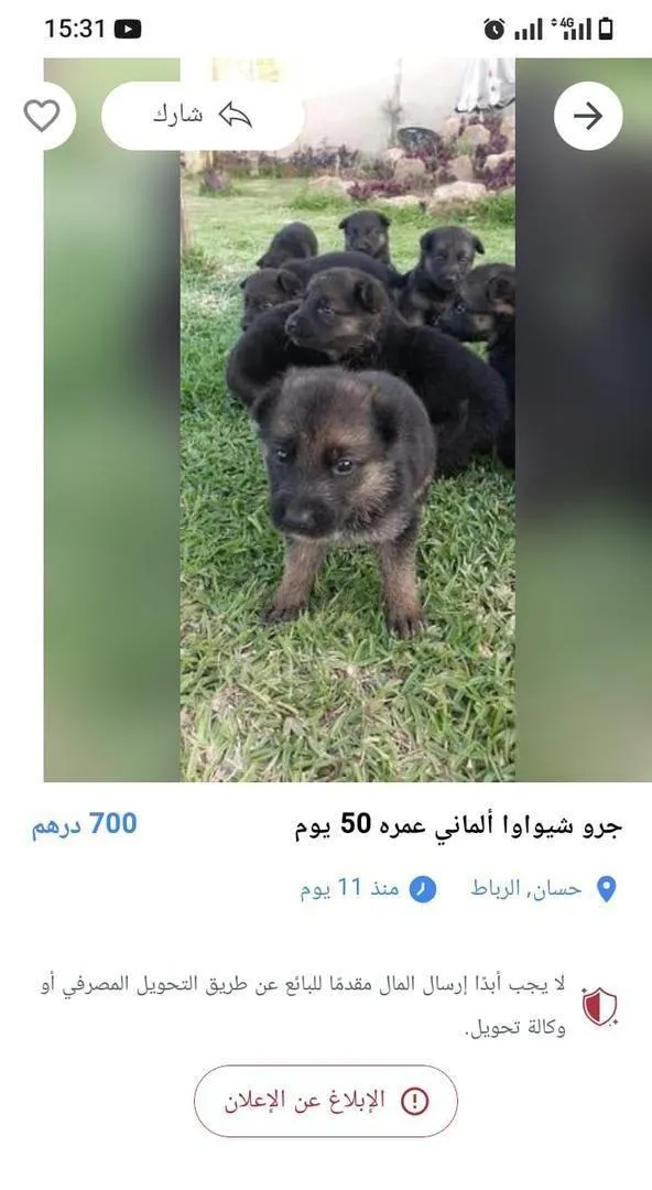Chiot bébé Berger Allemand