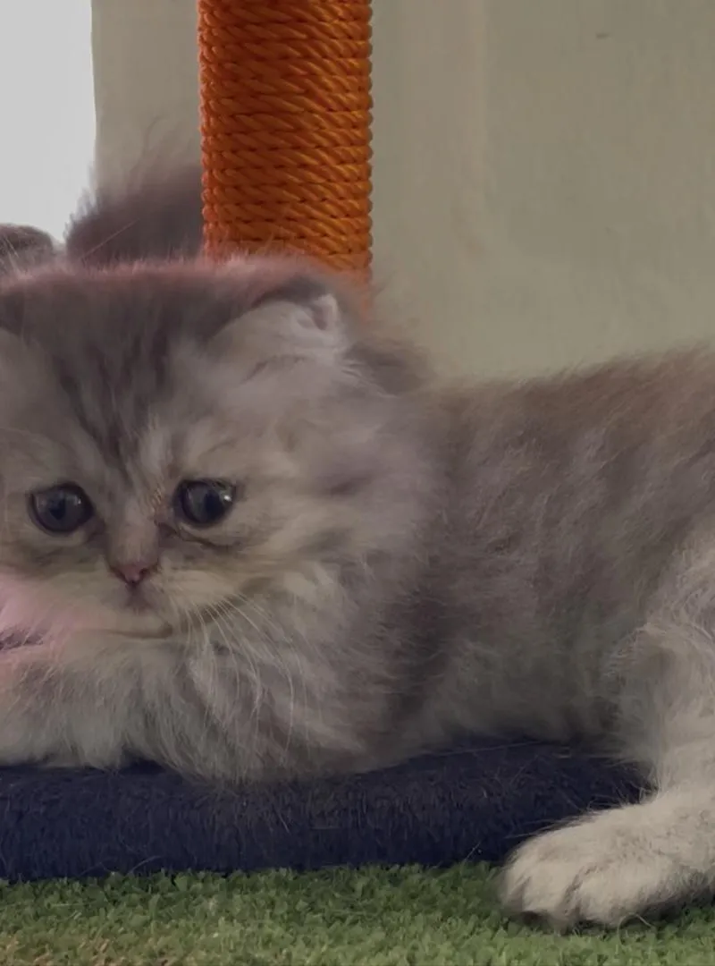 Chinchilla Persan