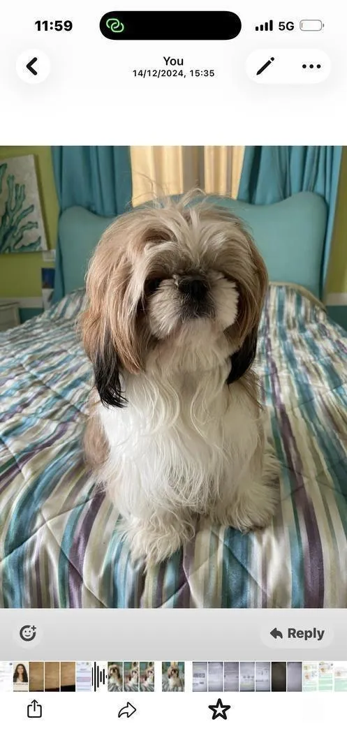 Femelle Shih Tzu