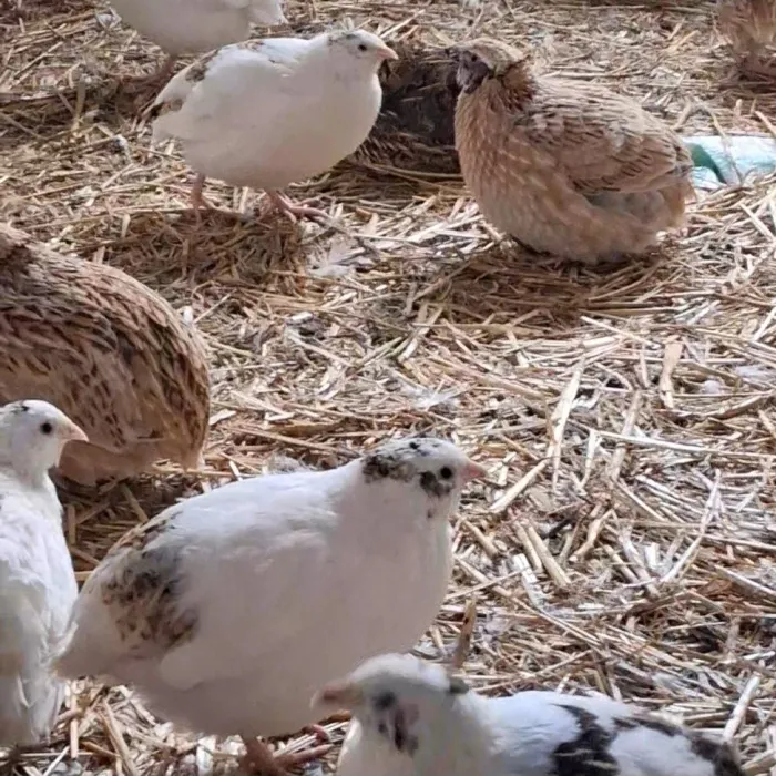 Caille. Poussin. Oeuf. Volaille Basse-cour BIO