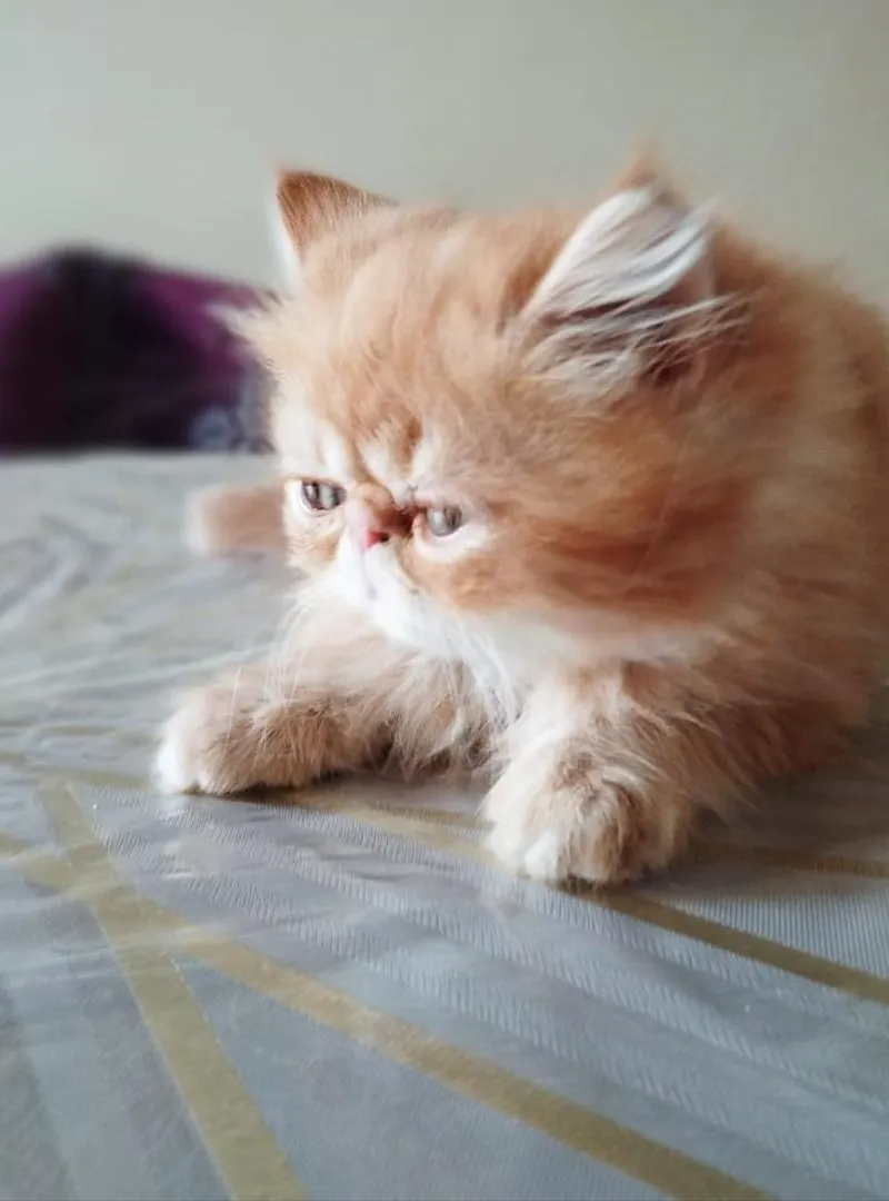 Vente de chats persans
