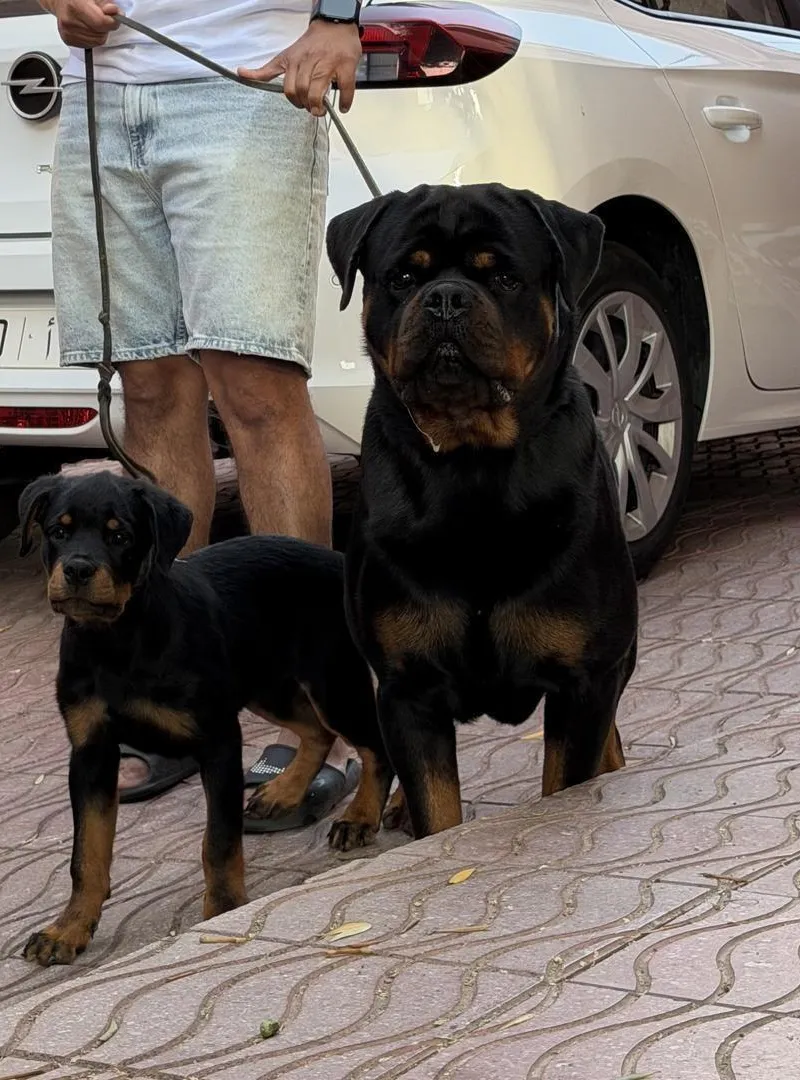 Chiot Rottweiler à vendre