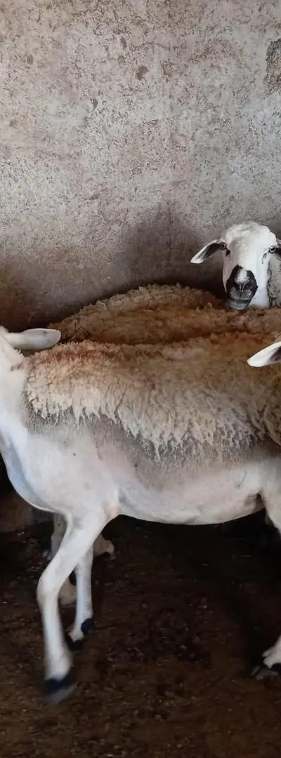 Mouton Sardi de qualité à vendre à Merked El Brouj