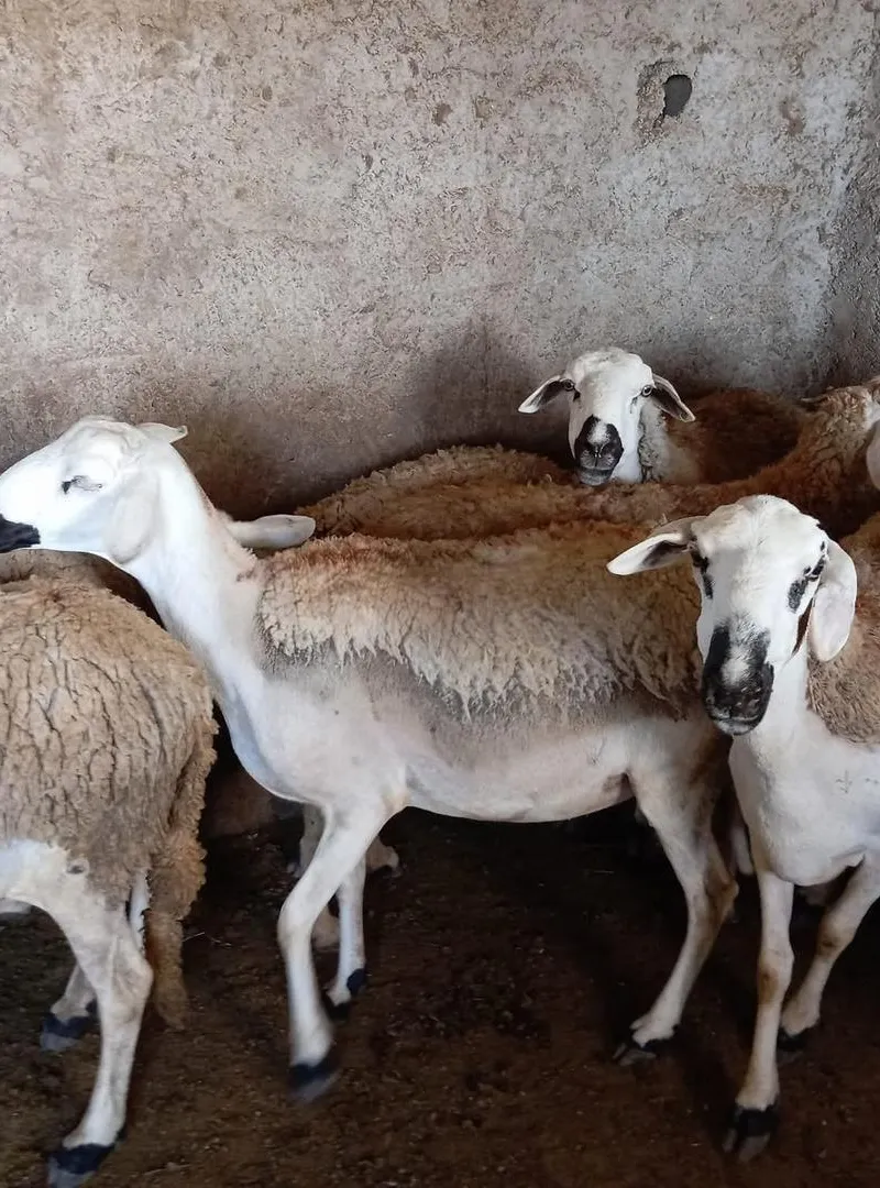 Mouton Sardi de qualité à vendre à Merked El Brouj