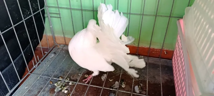 Couple pigeon paon