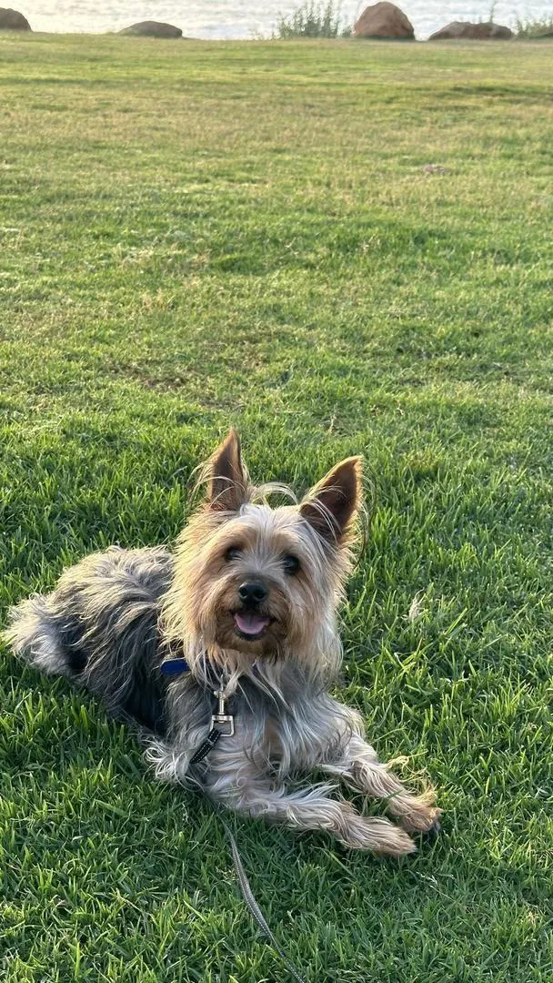 Chien à donner