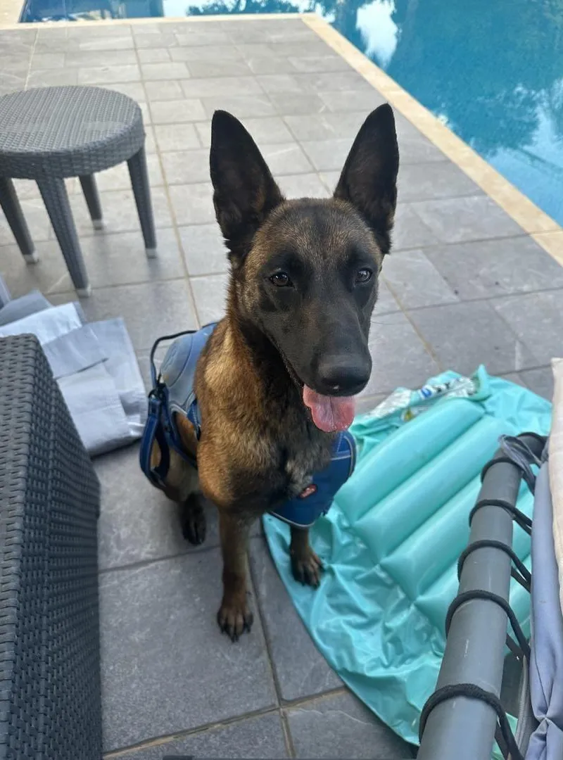 Malinois Pur Race Femelle et Tout matériel