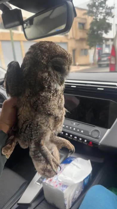 Hibou marocain