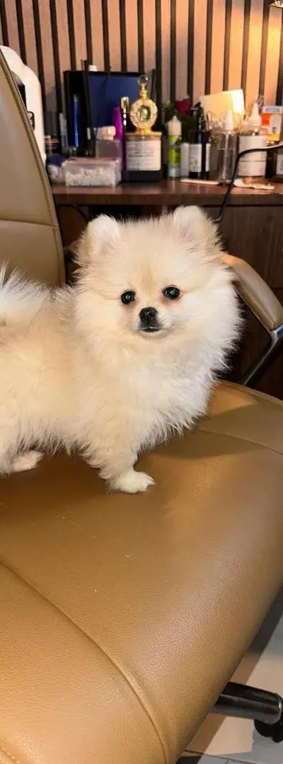 Chien Spitz
