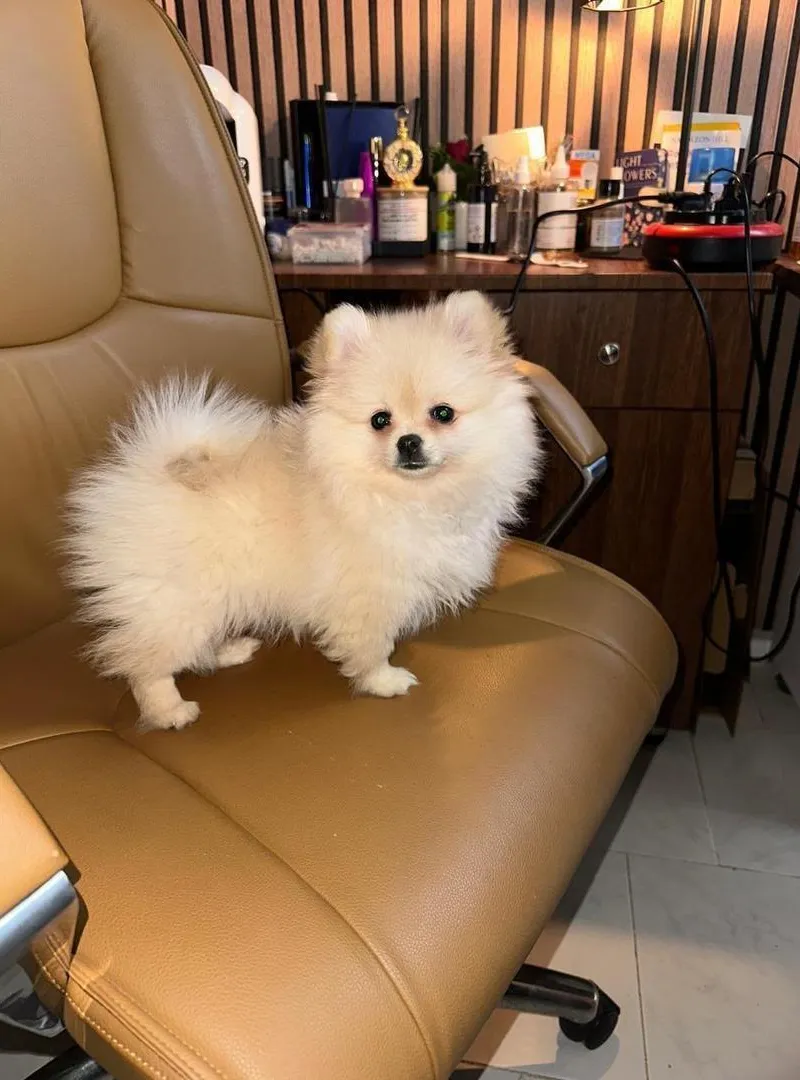 Chien Spitz