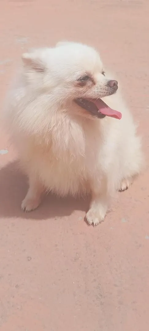 Femelle spitz Poméranie