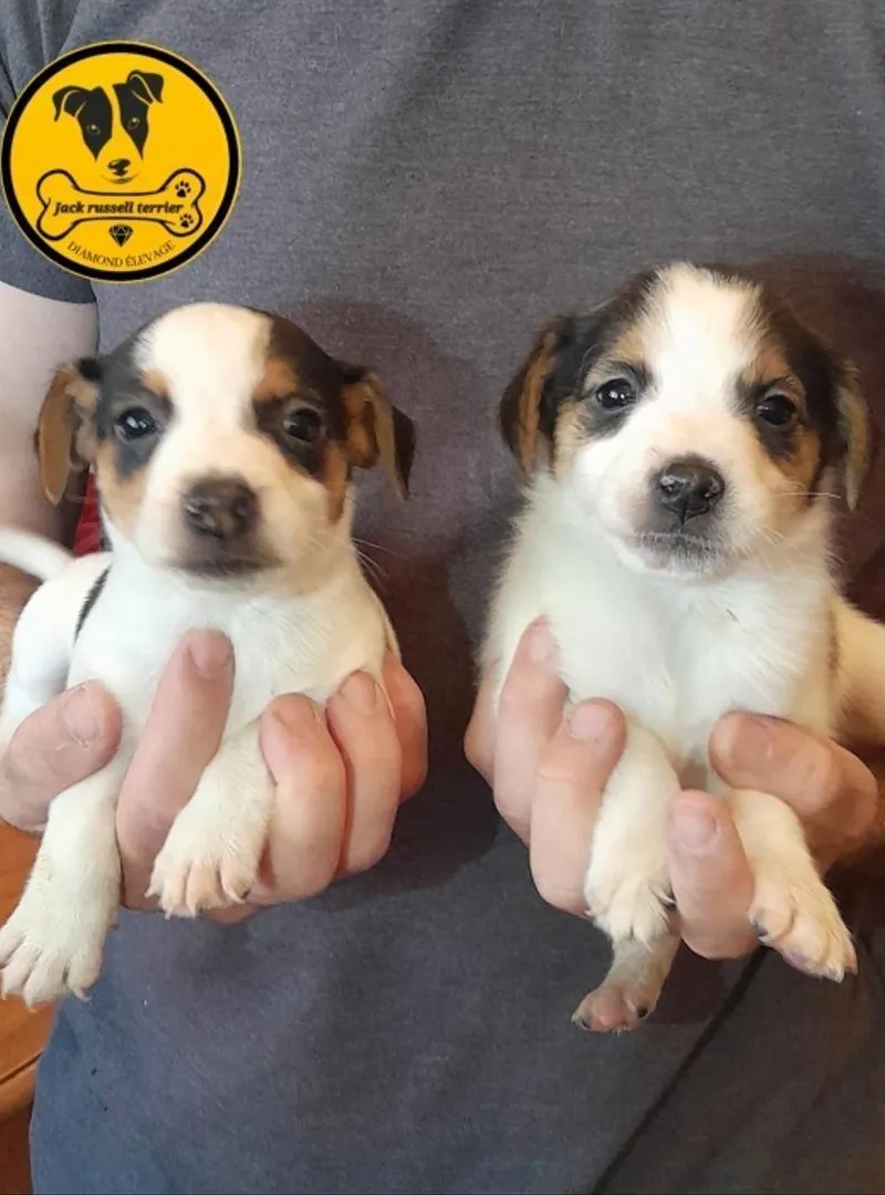 Jack Russell