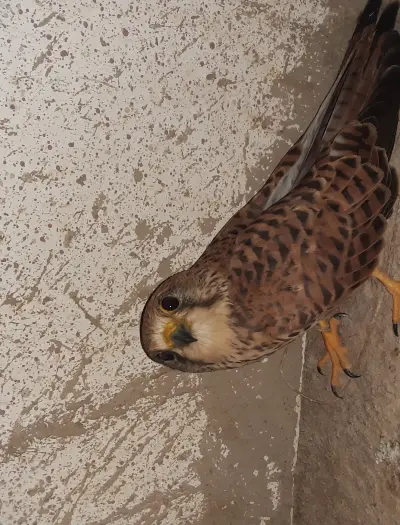 العوسق