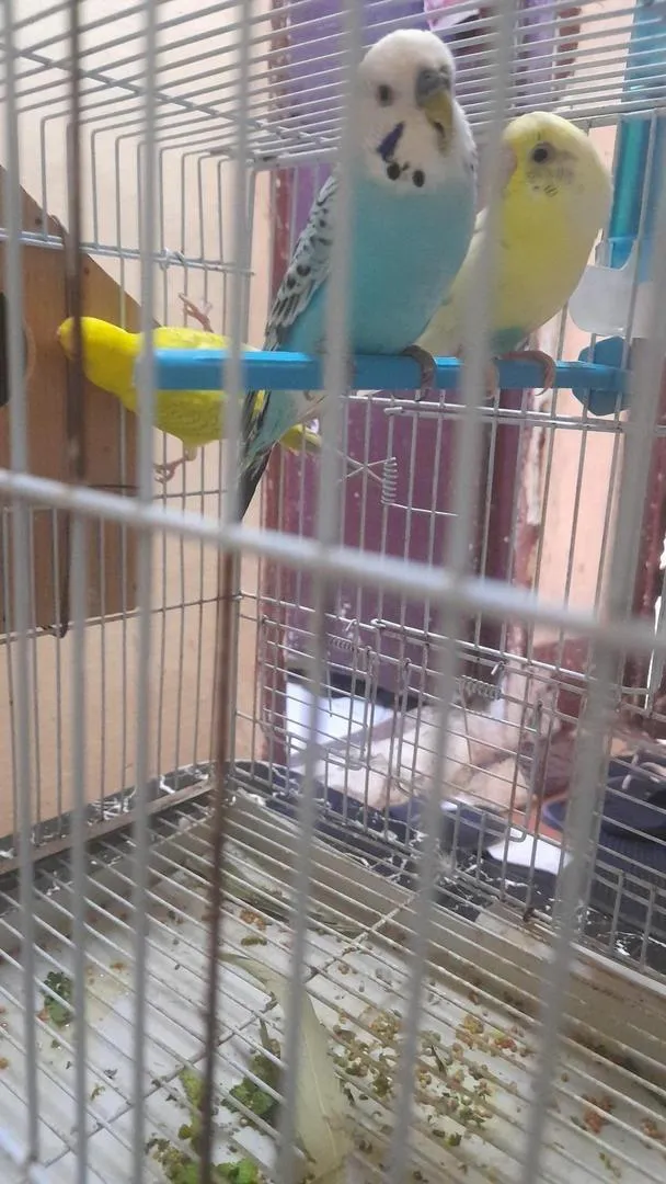 Total 220 d'oiseaux d'amour