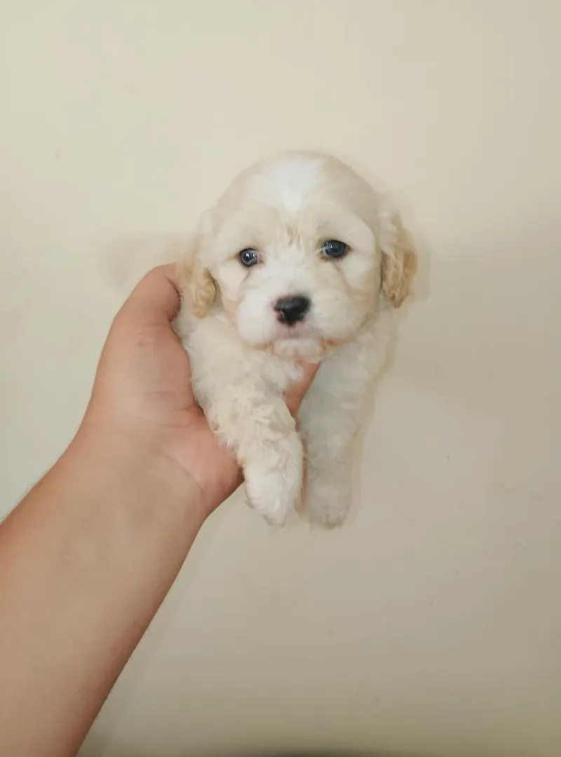 Bichon Havanais