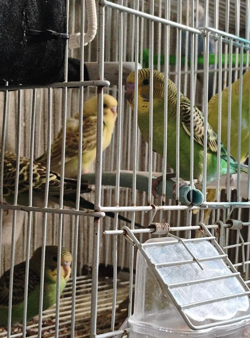 Petits oiseaux "بيروش" à vendre 50 dh pièce